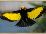 REGENT BOWERBIRD