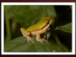 CUTE FRAMED FROG