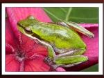 PRETTY FRAMED FROG