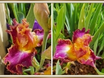 BEAUTIFUL IRIS