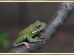 FROG ON A LIMB