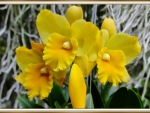 BEAUTIFUL ORCHIDS