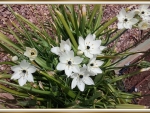 STAR OF BETHLEHEM