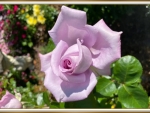 BEAUTIFUL ROSE