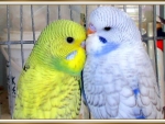 PRETTY BUDGIES