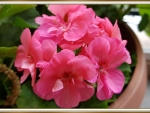 BEAUTIFUL GERANIUMS