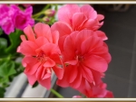 BEAUTIFUL GERANIUMS