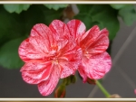 BEAUTIFUL GERANIUMS