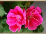 BEAUTIFUL GERANIUMS
