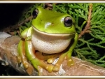 PRETTY FROG