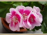 BEAUTIFUL GERANIUMS