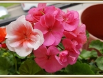 BEAUTIFUL GERANIUMS