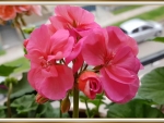 BEAUTIFUL GERANIUMS