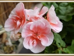 BEAUTIFUL GERANIUMS