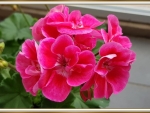 BEAUTIFUL GERANIUMS