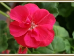 BEAUTIFUL GERANIUMS