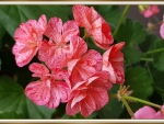BEAUTIFUL GERANIUMS