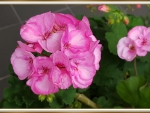 BEAUTIFUL GERANIUMS