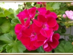 BEAUTIFUL GERANIUMS