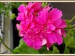 BEAUTIFUL GERANIUMS