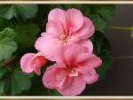 BEAUTIFUL GERANIUMS