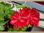 BEAUTIFUL GERANIUMS