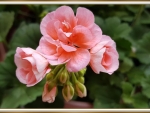 BEAUTIFUL GERANIUMS