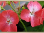 BEAUTIFUL GERANIUMS