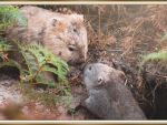 CUTE WOMBATS