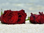 Red roses