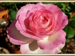 LOVELY ROSE