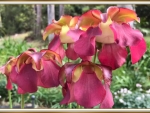 PITCHER PLANT FLOWERS