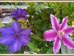 CLEMATIS FLOWERS