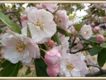 CRAB APPLE BLOSSOMS