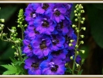 PRETTY BLUE FLOWERS
