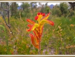 KANGAROO PAW
