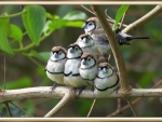 LOVELY LITTLE FINCHES