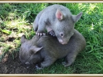 CUTE BABY WOMBATS