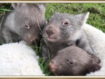 BABY WOMBATS