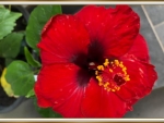 PRETTY HIBISCUS