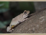 ROTH'S TREE FROG