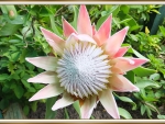 KING PROTEA