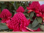 BEAUTIFUL WARATAH