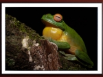 FRAMED FROG