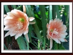 CACTUS FLOWERS