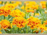 PRETTY MARIGOLDS