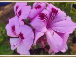 BEAUTIFUL GERANIUMS