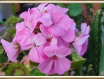BEAUTIFUL GERANIUMS