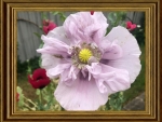 BEAUTIFUL POPPY