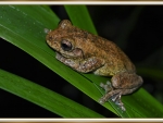 TREE FROG